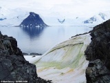  Антарктида начала зеленеть 
