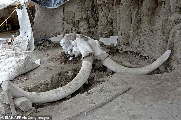В Мексике случайно нашли гигантское кладбище мамонтов