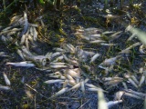 Из-за жары в Чудском озере массово гибнет рыба 