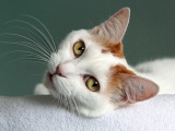 Красивые картинки кошек