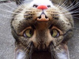 Милейшие коты с глазками вразбег, чей изъян делает их уникальными 