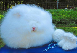 Ангорский кролик: Как живётся породе, которая больше похожа на облако, чем на животное?
