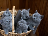 Красивые картинки кошек