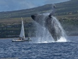 Гигантский кит выпрыгнул перед лодкой, чтобы предупредить людей