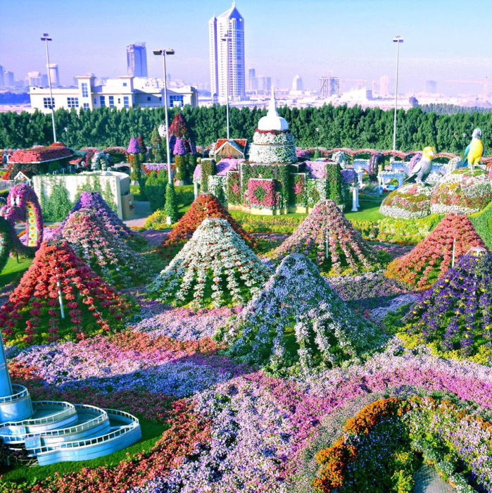 Парк Dubai Miracle Garden – цветущий оазис в пустыне 