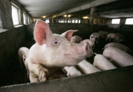 В Эстонии свиная чума добралась до свиноферм, будет уничтожено более 500 животных