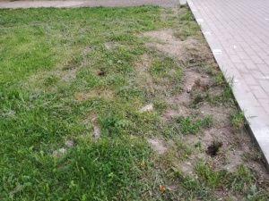 квартирное товарищество в Нарве просит управу очистить город от крыс 