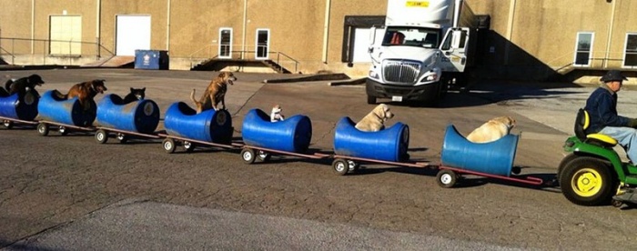 Поезд для собак