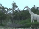  Впервые на видео: белые жирафы 