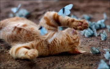 Кот ловит бабочек