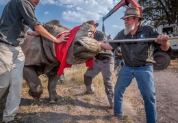 Спасение носорогов, у которых браконьеры безжалостно отпилили рога