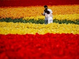 Фестиваль цветущих тюльпанов Skagit Valley Tulip Festival в Вашингтоне. ФОТО