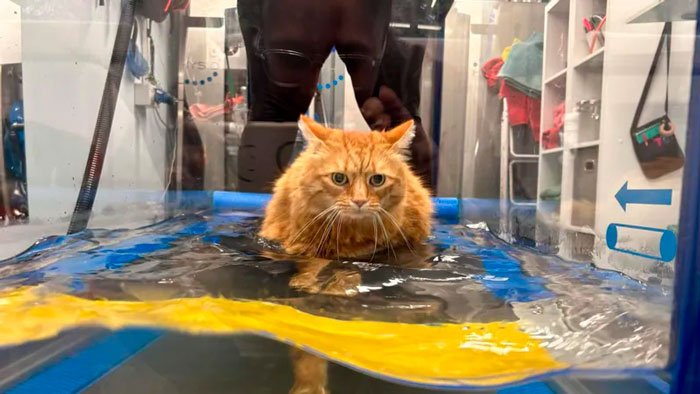 Диета не спасала: ветеринары помогли коту похудеть необычным способом (3 фото)