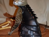 Боевой кот - истребитель ящериц