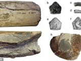 В Ирландии впервые обнаружили кости динозавра 