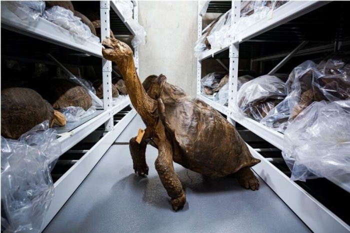 Восставший из мёртвых: найдена черепаха, которая "вымерла" 100 лет назад