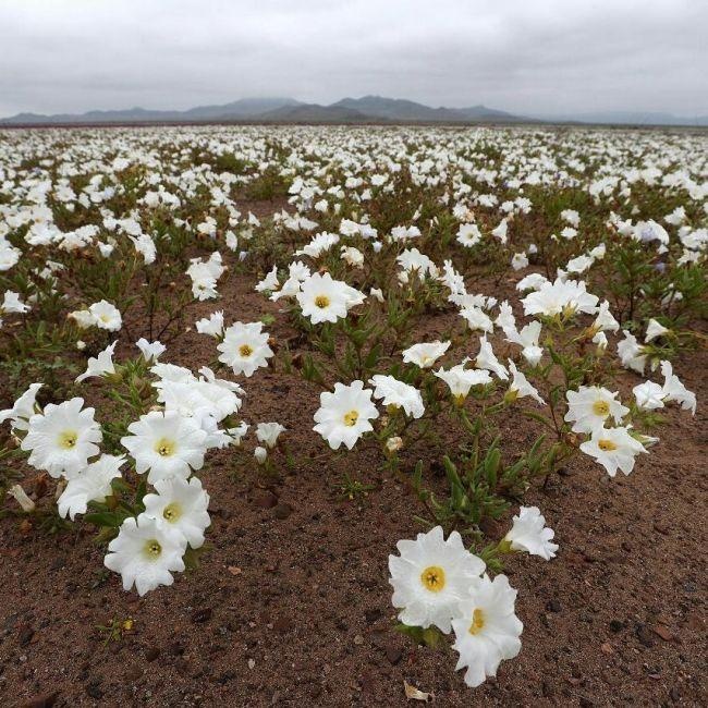 В Чили из-за проливных дождей расцвела пустыня Атакама
