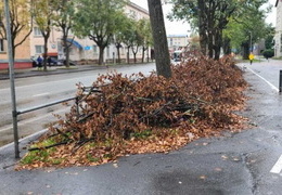 В Нарве вдоль Таллиннского шоссе навалены кучи веток. Чиновник объяснила, в чем тут дело