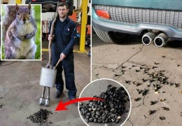 Автомобиль отправился в автосервис после того, как белка спрятала сотни орехов в выхлопной трубе