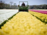 Фестивали тюльпанов в Нидерландах и Швейцарии