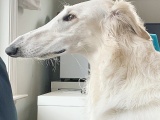  Вот это шнобель: собака с длинным носом очаровала соцсети 