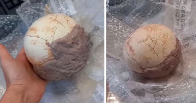 Итальянские таможенники конфисковали яйцо динозавра возрастом 159 миллионов лет