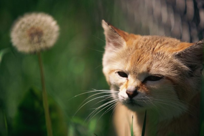 Барханные кошки - милейшие существа, которым грозит вымирание