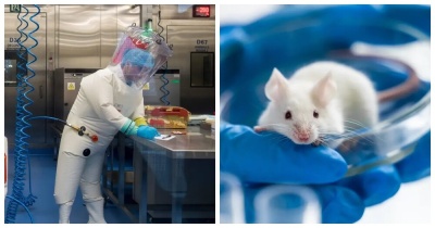  В Китае испытали модицифированный вирус, схожий с COVID-19 - все мыши умерли в течение восьми дней 