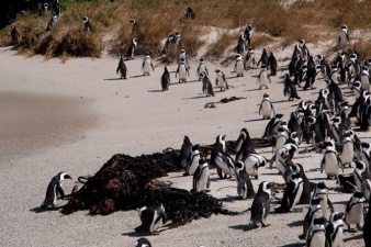 Птица с украденной камерой сняла колонию пингвинов