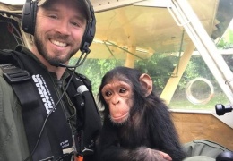 Трогательные кадры полета детеныша шимпанзе в реабилитационный центр