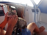 Семейная пара продала все имущество и отправилась в путешествие на яхте с котом