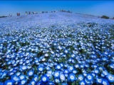 Миллионы голубых цветов расцвели в Хитачи-парке