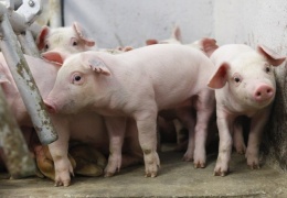 Эстония запретила ввоз свинины из Литвы 