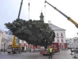 ФОТО: на Ратушной площади в Тарту установили рождественскую ель 