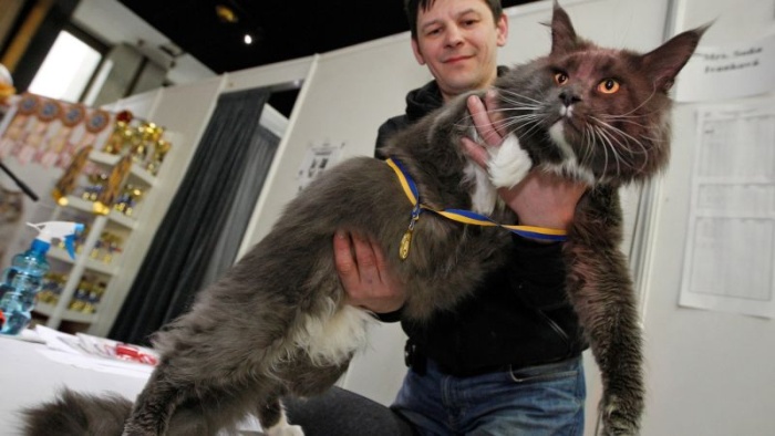 Самый большой кот Украины: 12-килограммовый мейн-кун по кличке Камаз