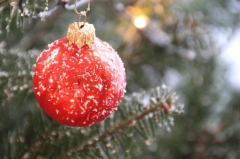Рождественская живая ель будет установлена на Петровской площади 24-25 ноября