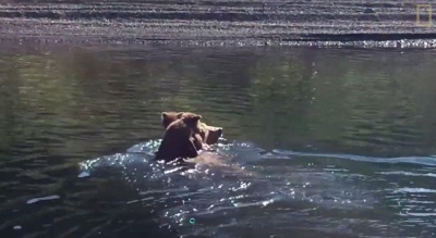 Мамы такие мамы! Два медвежонка гризли переплывают реку, сидя верхом на медведице