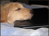 Собаки с ноутбуками (34 фото)