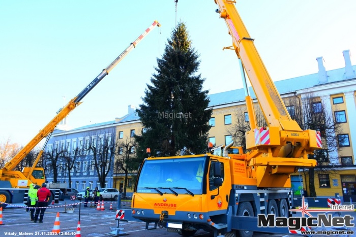 ФОТО: на Петровской площади в Нарве установили 15-метровую рождественскую ель