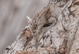 Идеальная маскировка совы под дерево