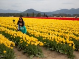 Фестиваль цветущих тюльпанов Skagit Valley Tulip Festival в Вашингтоне. ФОТО