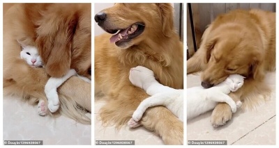 Как выглядит настоящая дружба между кошкой и собакой 