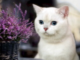 Красивые картинки кошек