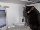 Кошачья любовь к компьютерам