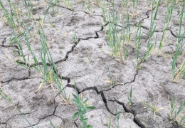 В Литве из-за засухи объявлено экстремальное положение 