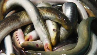 Природоохранная инспекция оштрафовала нарвских рыбаков за незаконный лов миноги