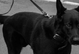 На Нарвском кордоне неожиданно скончалась служебная собака Лассе 