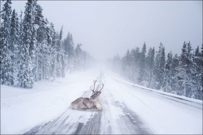 Сказочная зимняя Лапландия