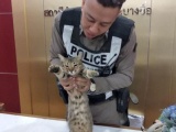 Кот-полицейский на страже Таиланда