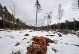 Лесник Ида-Вирумаа: решение о прекращении вырубки леса в Нарва-Йыэсуу должны принять политики 